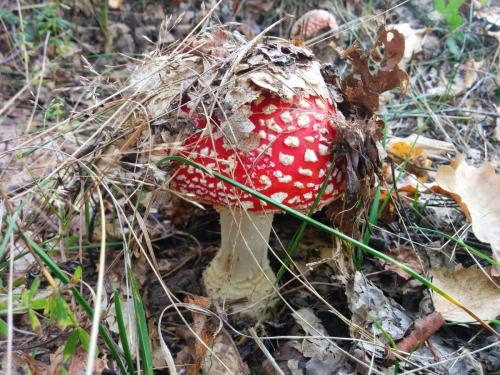 НЕСЪЕДОБНЫЕ грибы. Осторожно НЕСЪЕДОБНЫЕ грибы