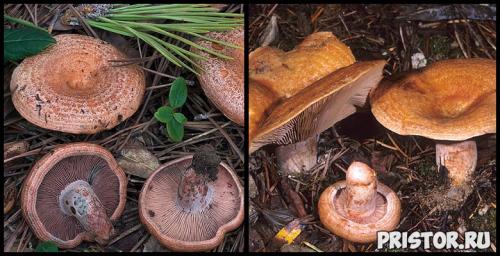 Рыжики ложные, как отличить. Чем отличаются съедобные рыжики от ложных янтарных млечников (с фото) 12