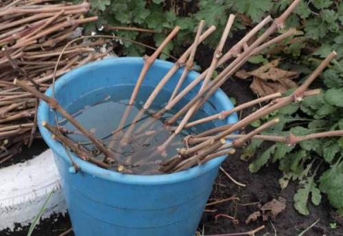Как правильно хранить чубуки винограда. Где хранить черенки винограда до весны 03