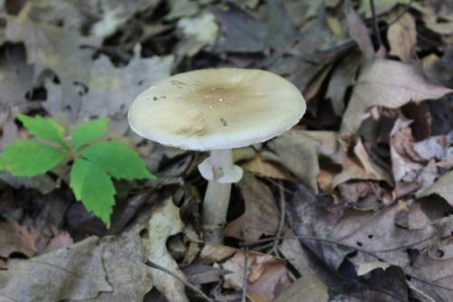 Ядовитые грибы. Рейтинг ядовитых грибов России. Грибникам на заметку