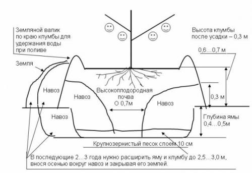 Как сажать абрикос осенью пошаговая инструкция. Когда сажать абрикос весной или осенью