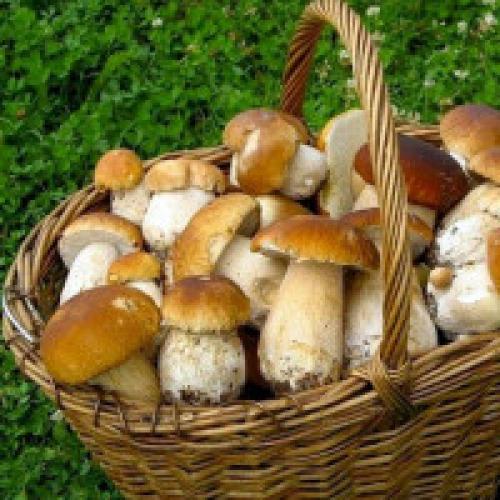 Семейство белых грибов. Белый гриб - березовый и сосновый