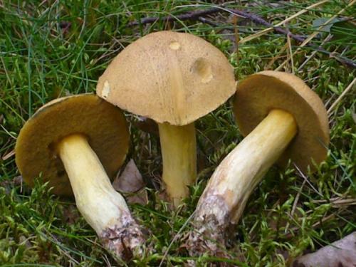 Грибы с коричневой шляпкой и желтой ножкой. Съедобные виды