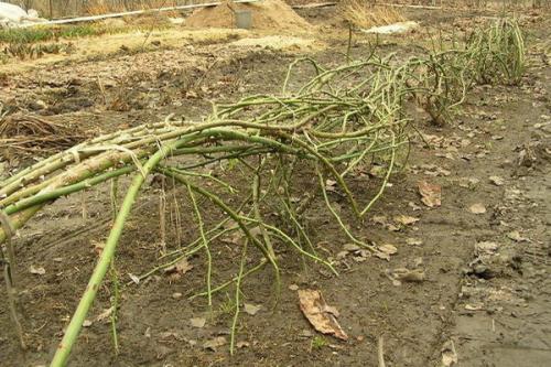 Скажи укрытие плетистых роз на зиму. Как просто и надёжно укрыть плетистые розы на зиму + фото моих