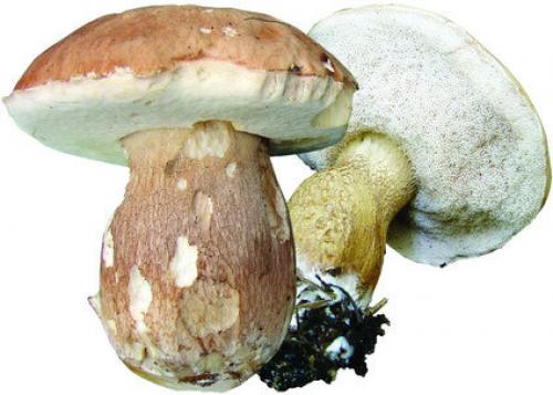 НЕСЪЕДОБНЫЕ грибы. Осторожно НЕСЪЕДОБНЫЕ грибы