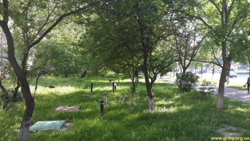 Грибы которые растут под абрикосами. Пройдусь по Абрикосовой, сверну на Виноградную…