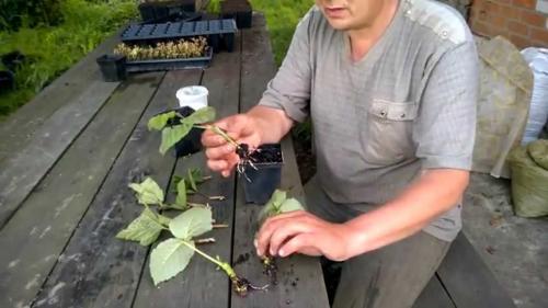 Уход за малиной в августе. Уход за ремонтантными сортами