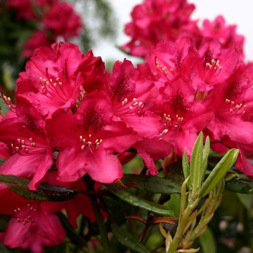 Когда укрывать рододендроны на зиму в Ленинградской области. Сорта рододендронов для Ленинградской области