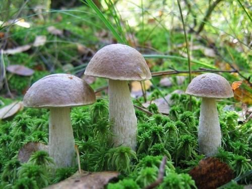 Как называется гриб с коричневой шляпкой и коричневой ножкой. Популярные съедобные трубчатые 25