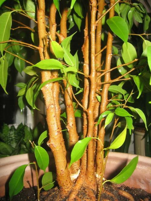Фикус каучуконосный, как заставить ветвиться. Как заставить старый фикус обрасти снизу новыми ветками?
