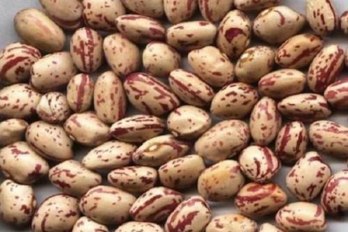 Фасоль это овощ или нет. Виды и описание сортов фасоли, особенности выращивания