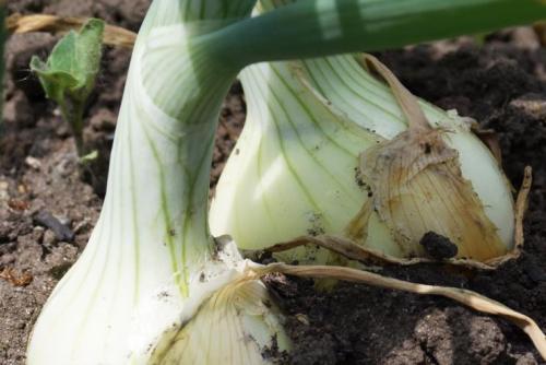 Подкормка нашатырным спиртом цветов. Кому пойдет впрок 03