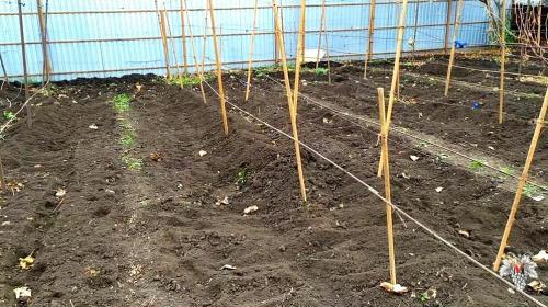 Зачем укрывать виноград. Зачем необходимо укрывать виноград на зиму