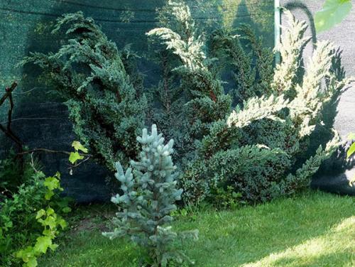 Можжевельник чешуйчатый укрытие на зиму. Описание можжевельника Мейери