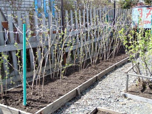 Чем подкармливать малину. О необходимости подкормки малины весной