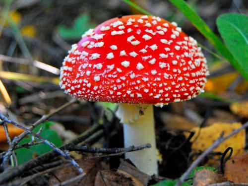 Едят ли слизни ядовитые грибы. 8 мифов о ядовитых грибах.