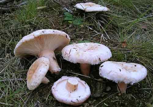 Волнушки и рыжики грибы. Рыжики, волнушки, грузди. Солим, едим 18