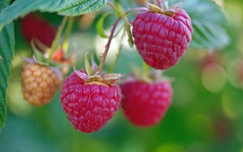 Уход за малиной в августе. Что сделать с малиной в августе-сентябре, чтобы на следующий год был отменный урожай