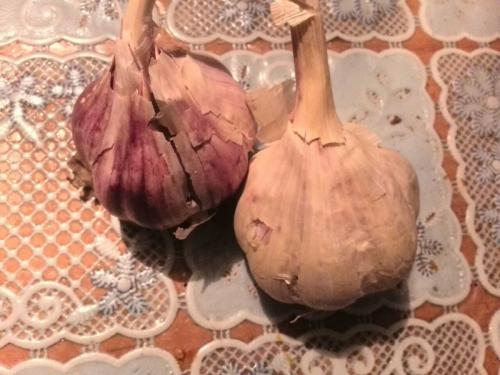 Чем обработать чеснок перед посадкой весной. Чем обработать чеснок перед посадкой осенью