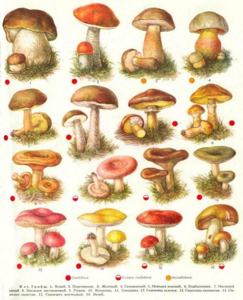 Белые грибы ложные и съедобные. Виды грибов