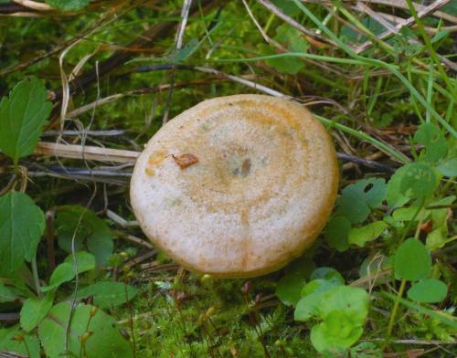 Похожие на рыжики грибы. Грибы рыжики: виды, вкус, где растут? 07