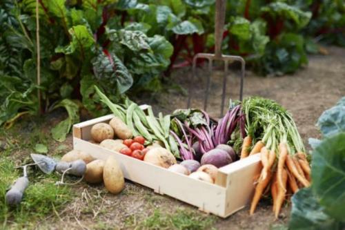 Подкормка нашатырным спиртом цветов. Кому пойдет впрок 01