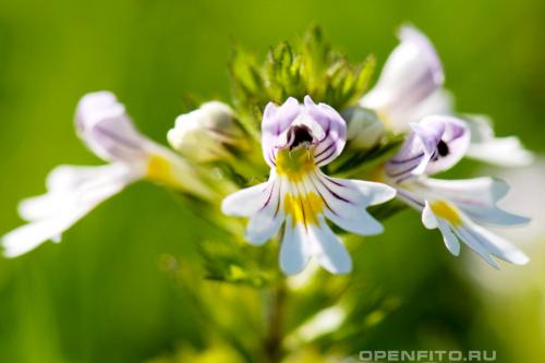 Какие ягоды растут в лесу осенью. Съедобные ягоды в лесу 06