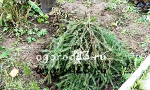 В какое время укрывать розы на зиму. Какие работы включает подготовка роз к зиме