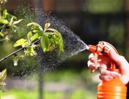 Опрыскивание яблонь в сентябре. Препараты