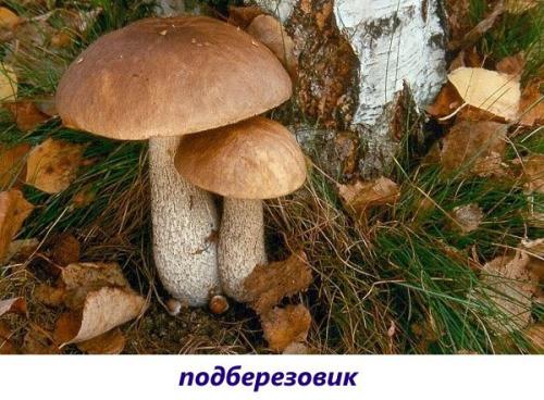 Гриб белая шляпка коричневая ножка. Популярные съедобные трубчатые