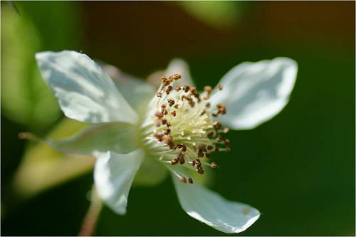 Чем подкармливать малину. Когда и чем подкармливать малину