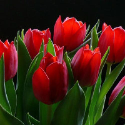 Когда и как сажать тюльпаны. Посадка тюльпанов весной