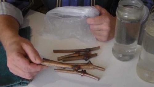 Осенняя прививка винограда в рукав. Как привить виноград осенью