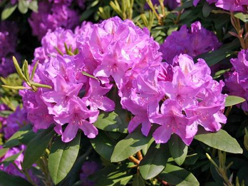 Когда укрывать рододендроны на зиму в Ленинградской области. Сорта рододендронов для Ленинградской области