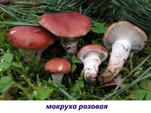 Гриб с коричневой шляпкой и белой ножкой. Пластинчатые вкусные грибы