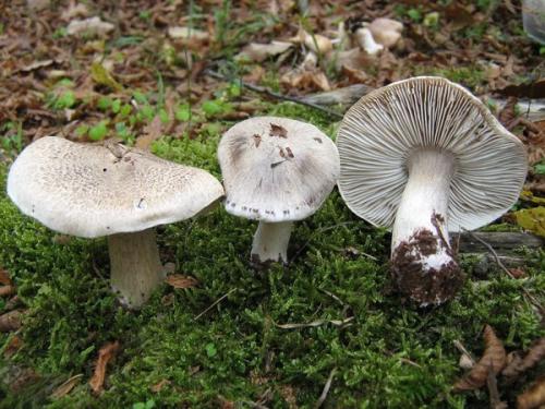 Ядовитые грибы. Самые опасные грибы для человека