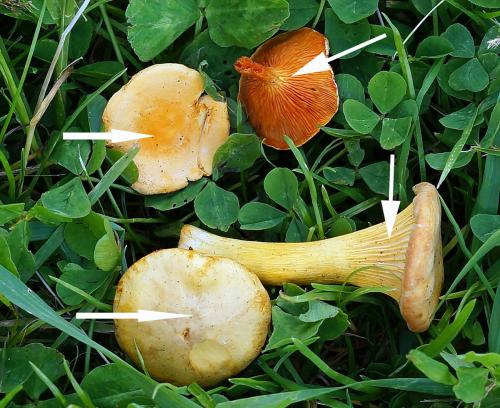 НЕСЪЕДОБНЫЕ грибы. Осторожно НЕСЪЕДОБНЫЕ грибы