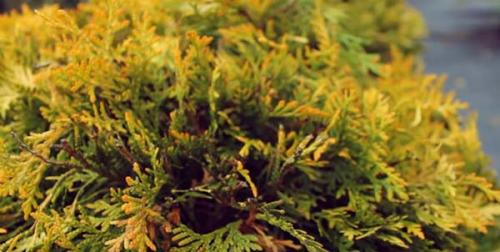 Сохнут кончики туи. Недостаточный или неправильный уход за туей