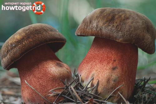 Дубовик крапчатый съедобный или нет. 