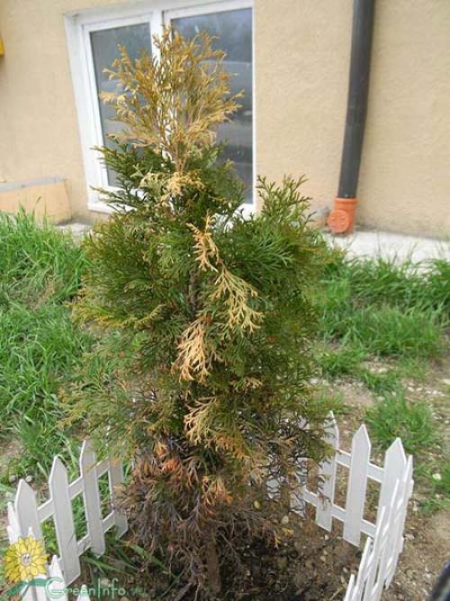 Сохнут кончики туи. Недостаточный или неправильный уход за туей