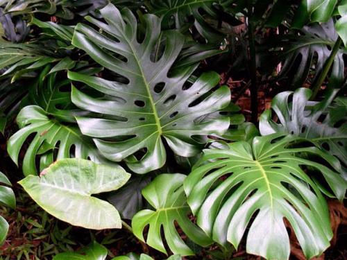 Дерево счастья комнатный цветок. 