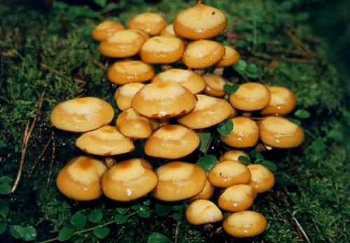 Грибы с коричневой шляпкой и желтой ножкой. Съедобные виды