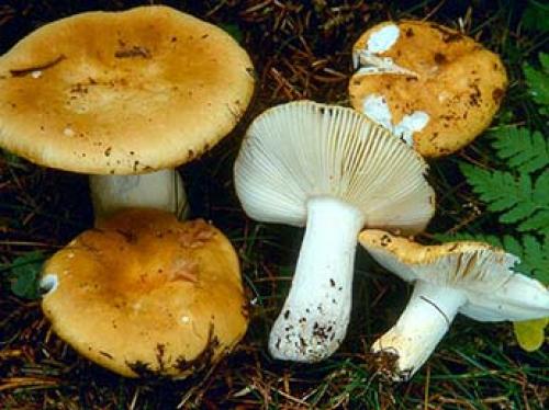 Белый гриб в сосновом лесу. Рядовки 08