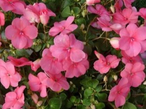 Бальзамин новогвинейский размножение черенками. Бальзамин новогвинейский: описание, популярные сорта и правила ухода 06