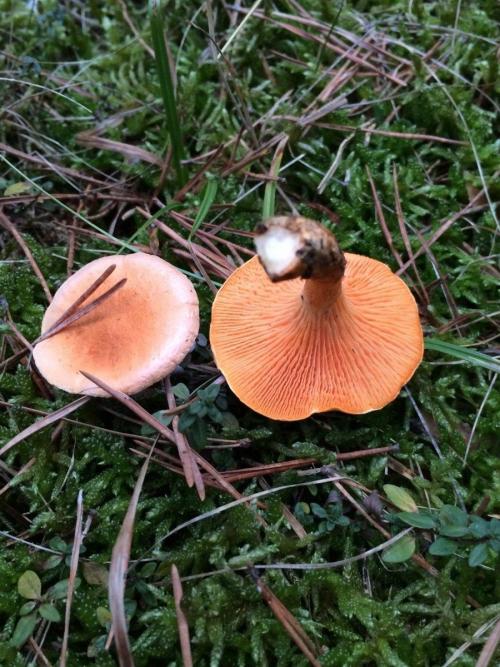 НЕСЪЕДОБНЫЕ грибы. Осторожно НЕСЪЕДОБНЫЕ грибы