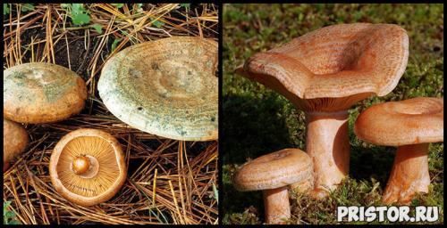 Рыжики грибы способ приготовления. Как солить рыжики на зиму горячим способом 08