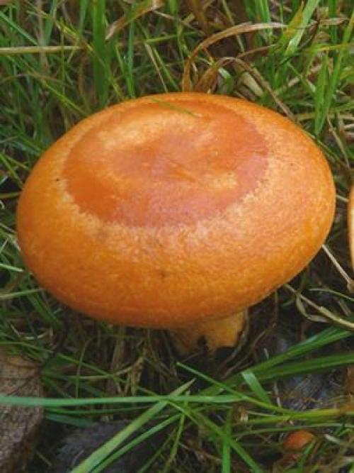 Рыжики ложные, как отличить. Чем отличаются съедобные рыжики от ложных янтарных млечников (с фото)