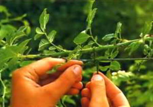 Как снять плетистую розу с опоры. 