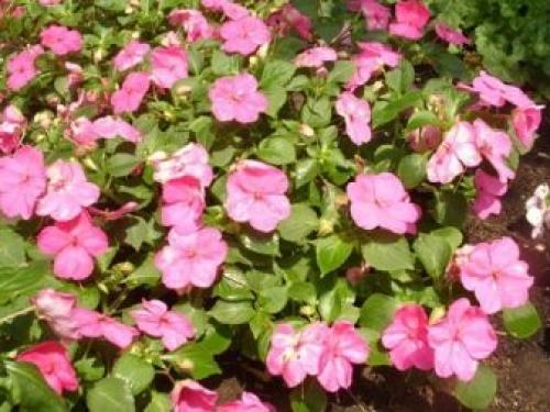 Бальзамин новогвинейский размножение черенками. Бальзамин новогвинейский: описание, популярные сорта и правила ухода 05