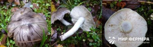 Рядовка съедобный гриб или нет. Рядовка серая: фото и описание